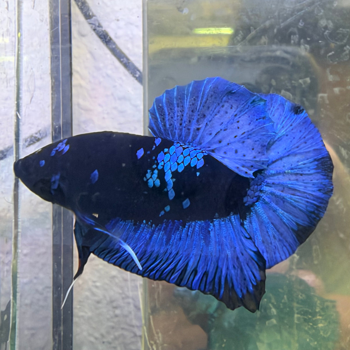 Avatar Black Light Plakat Male Betta #Au14