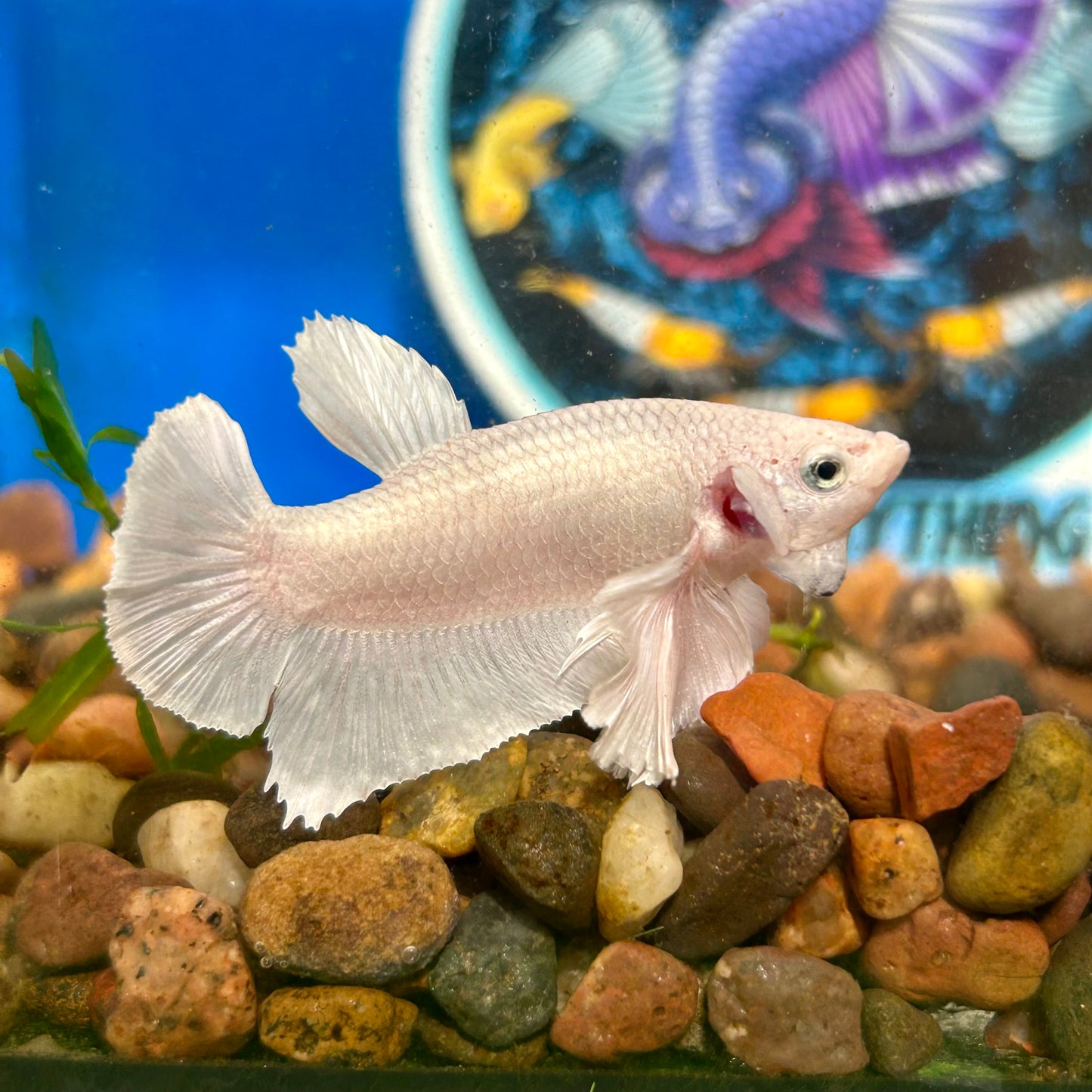 Dumbo White Platinum Plakat - Male Betta 034