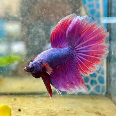 Halfmoon Purple Pink - Male Betta F29