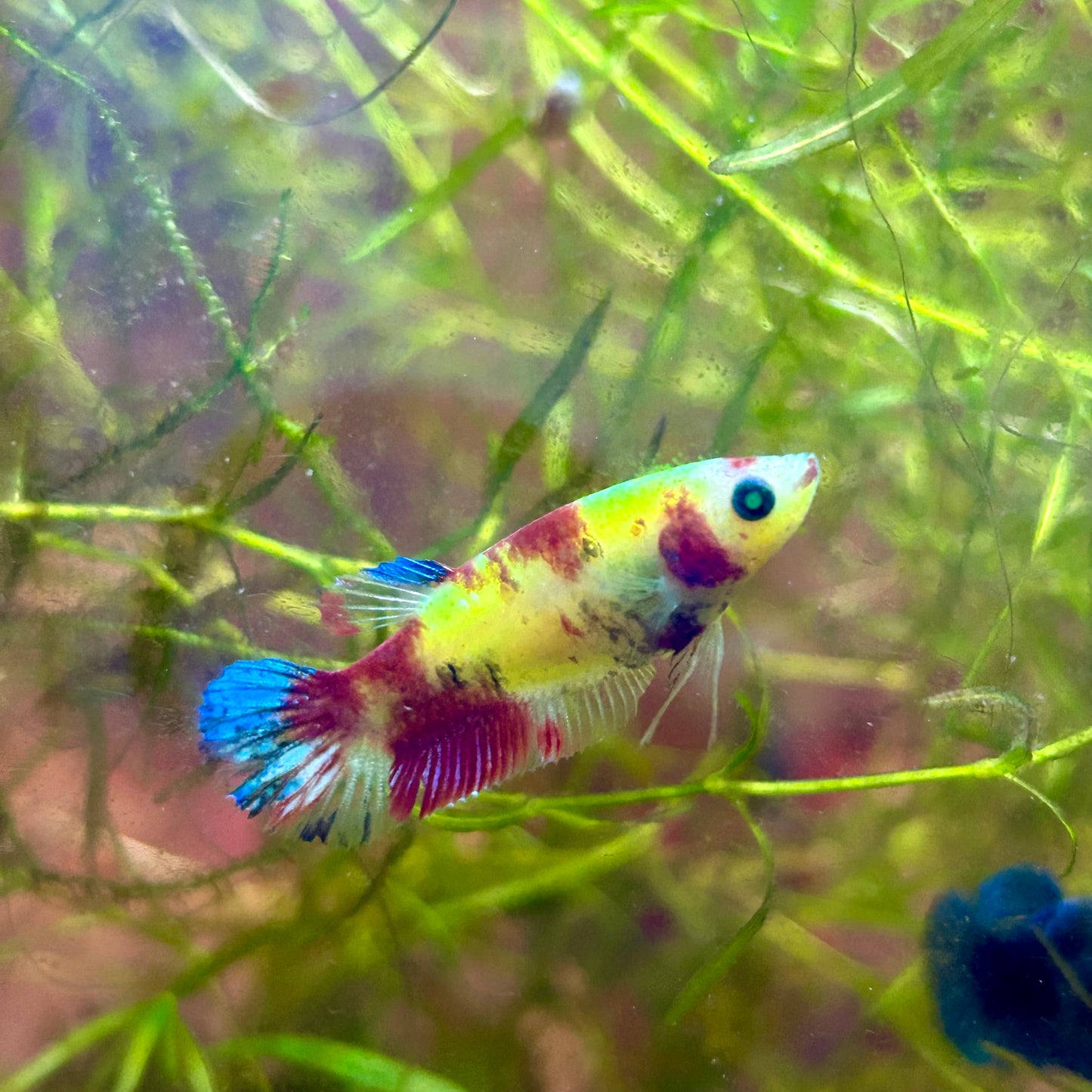 Koi Neon Plakat - Female Betta