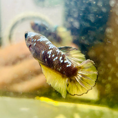 Avarta Yellow Copper Plakat - Female betta 198