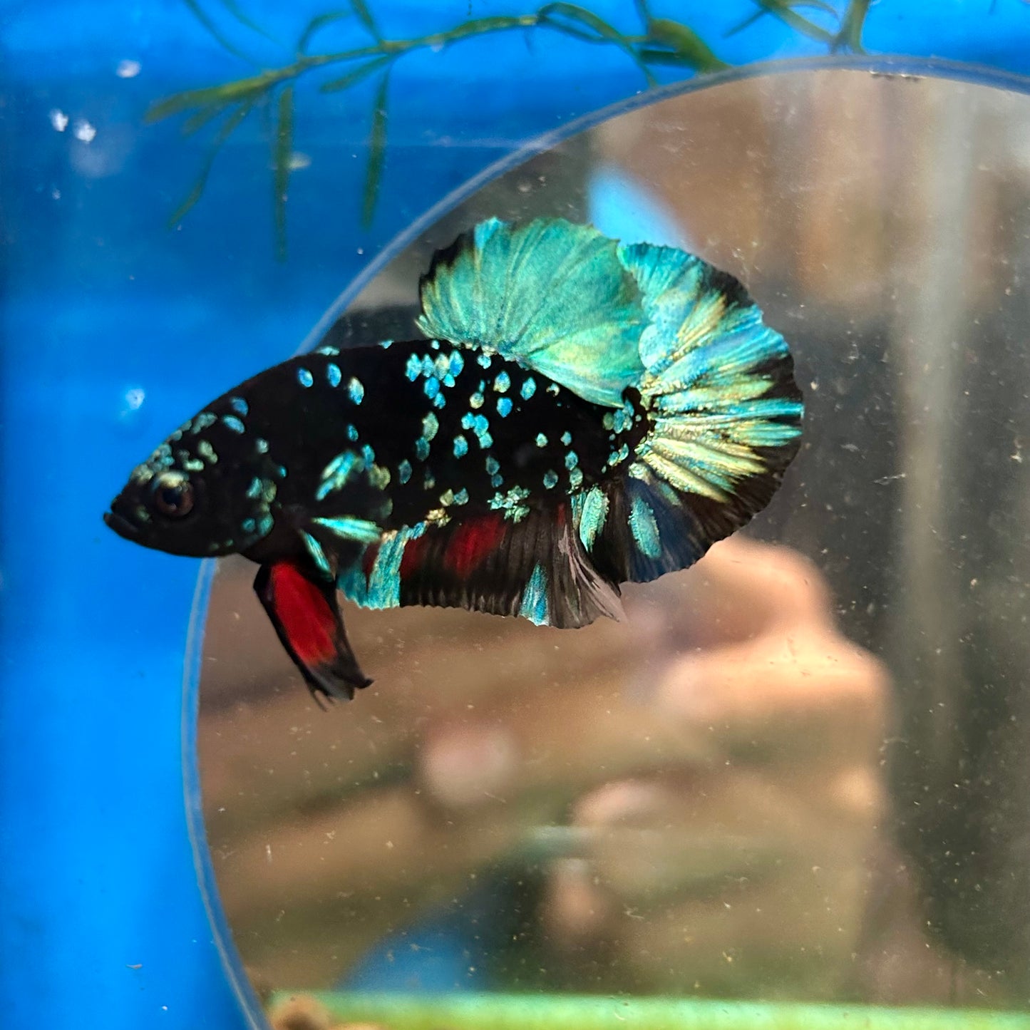 Avarta Nebula Plakat - Male Betta 019