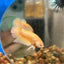 Gold Vanda Plakat - Male Betta 035