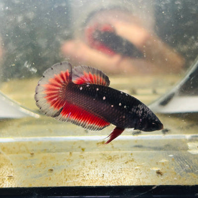 Avarta Vampire Plakat - Female betta 157