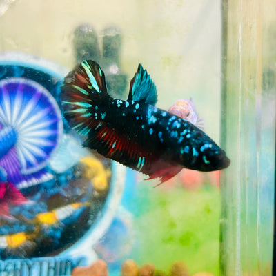 Avarta Gordon Plakat - Female betta 031