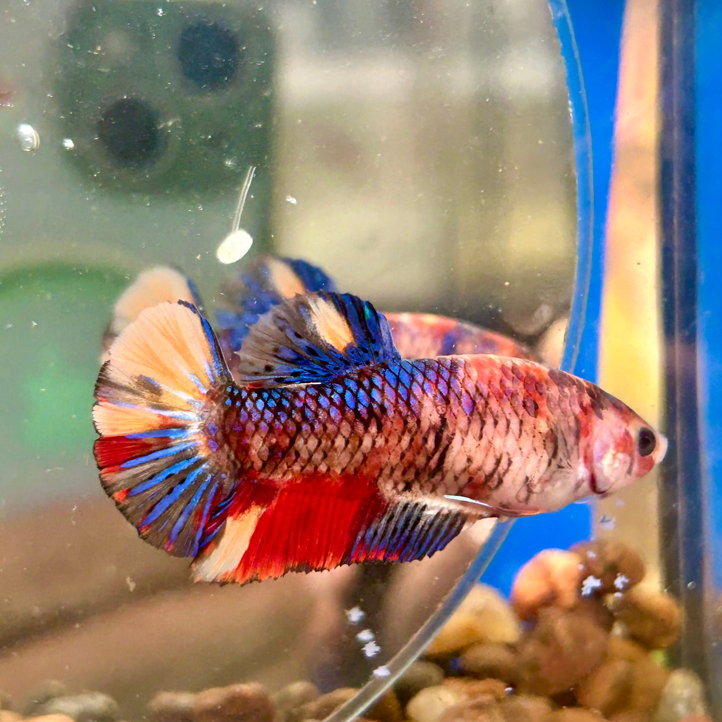 Multicolor Koi Plakat - Female Betta 038