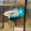 AOC Metallic Crowntail - Male Betta 152