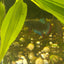 Wild Imbellis- Male Betta