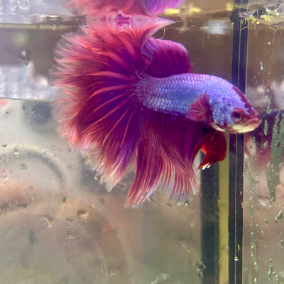 Purple Pink Halfmoon - Male Betta PM3