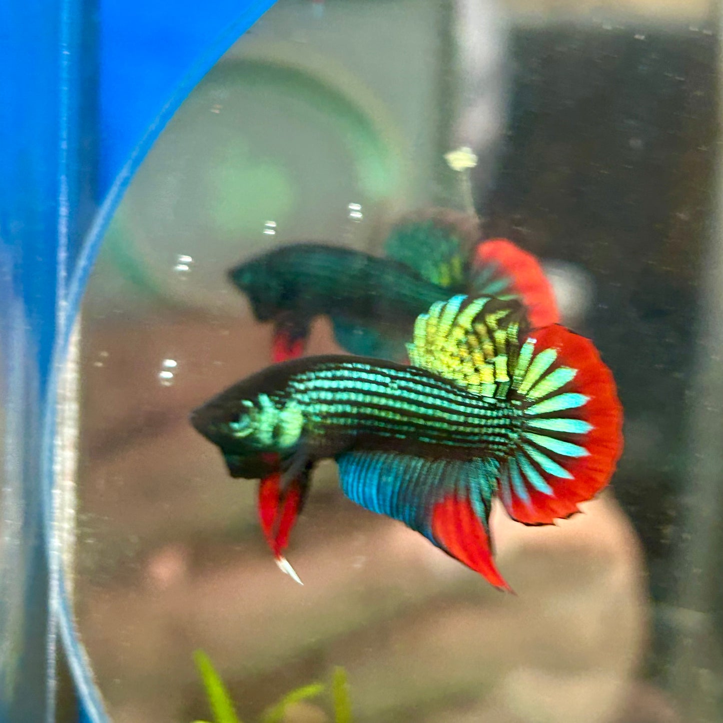 Wild Imbellis Green - Male Betta 056