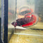 Avarta Vampire Plakat - Female betta 157