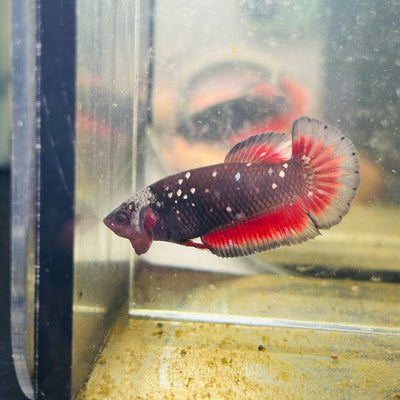 Avarta Vampire Plakat - Female betta 157