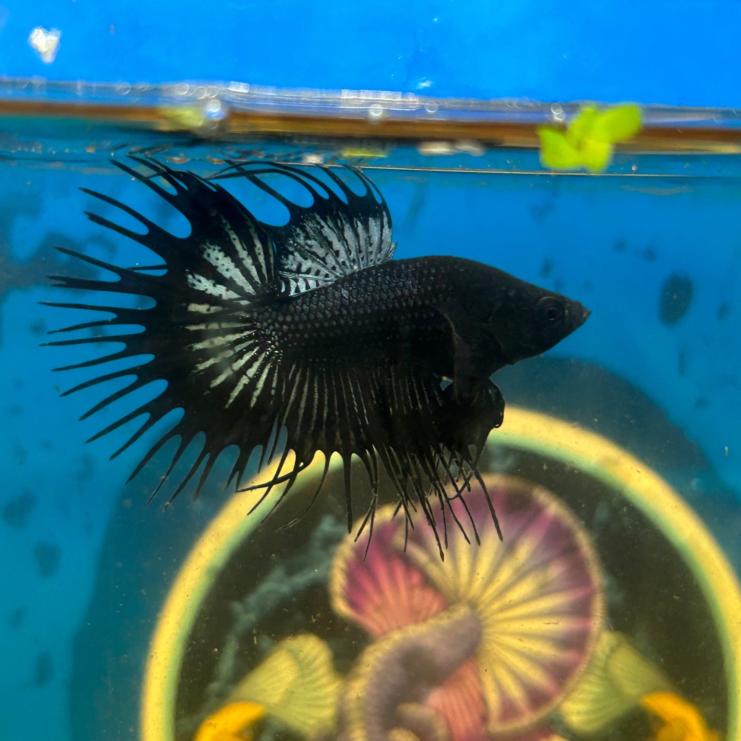 Black Orchid King Crowntail - Cá Betta cái