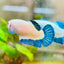 Female Betta Plakat  Blue Rim #101