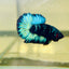 Avarta Black Light Plakat - Male betta 123