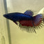 Black Orchid Crowntail - Female Betta CF1