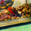 Avarta Vampire Plakat - Female betta 180