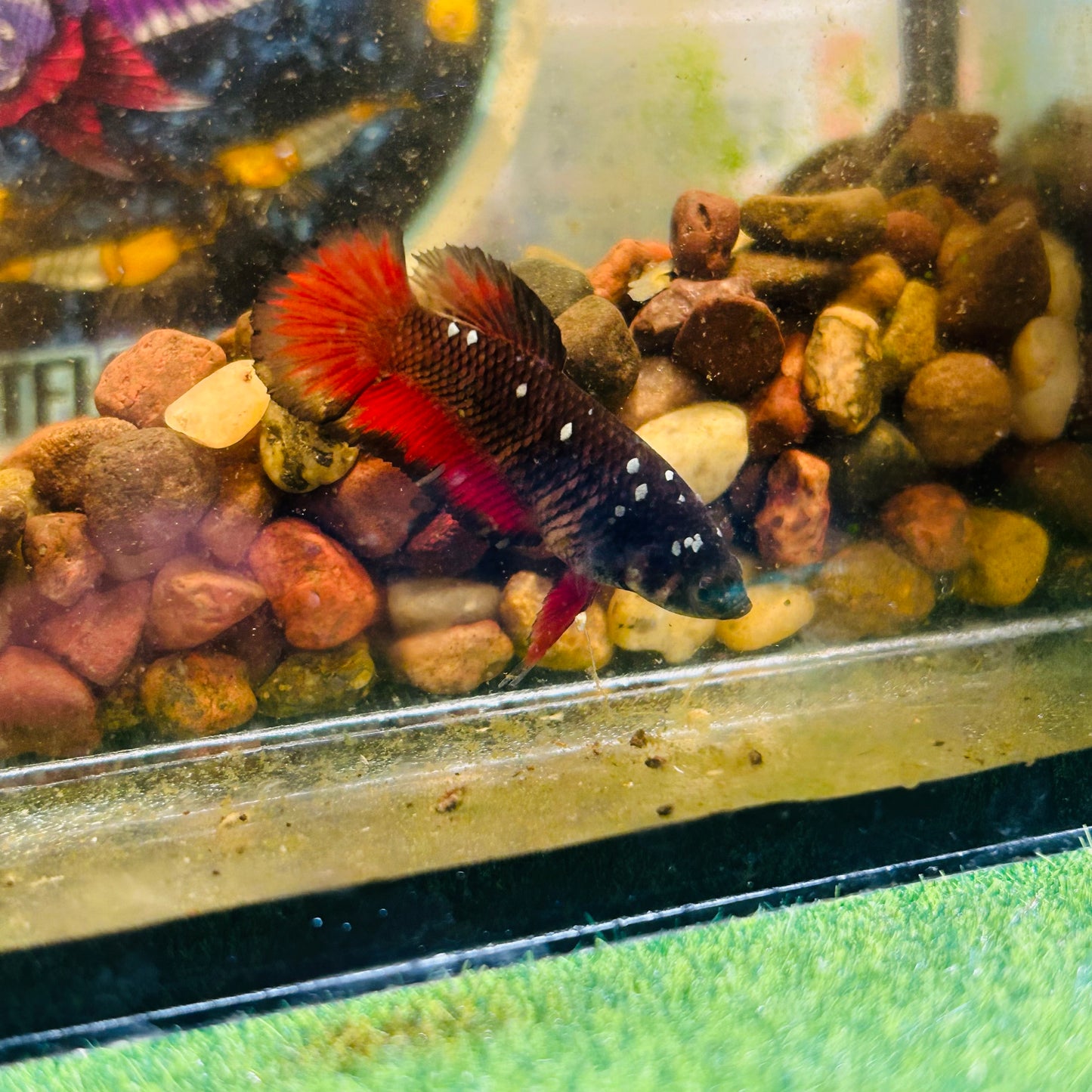 Avarta Vampire Plakat - Female betta 180