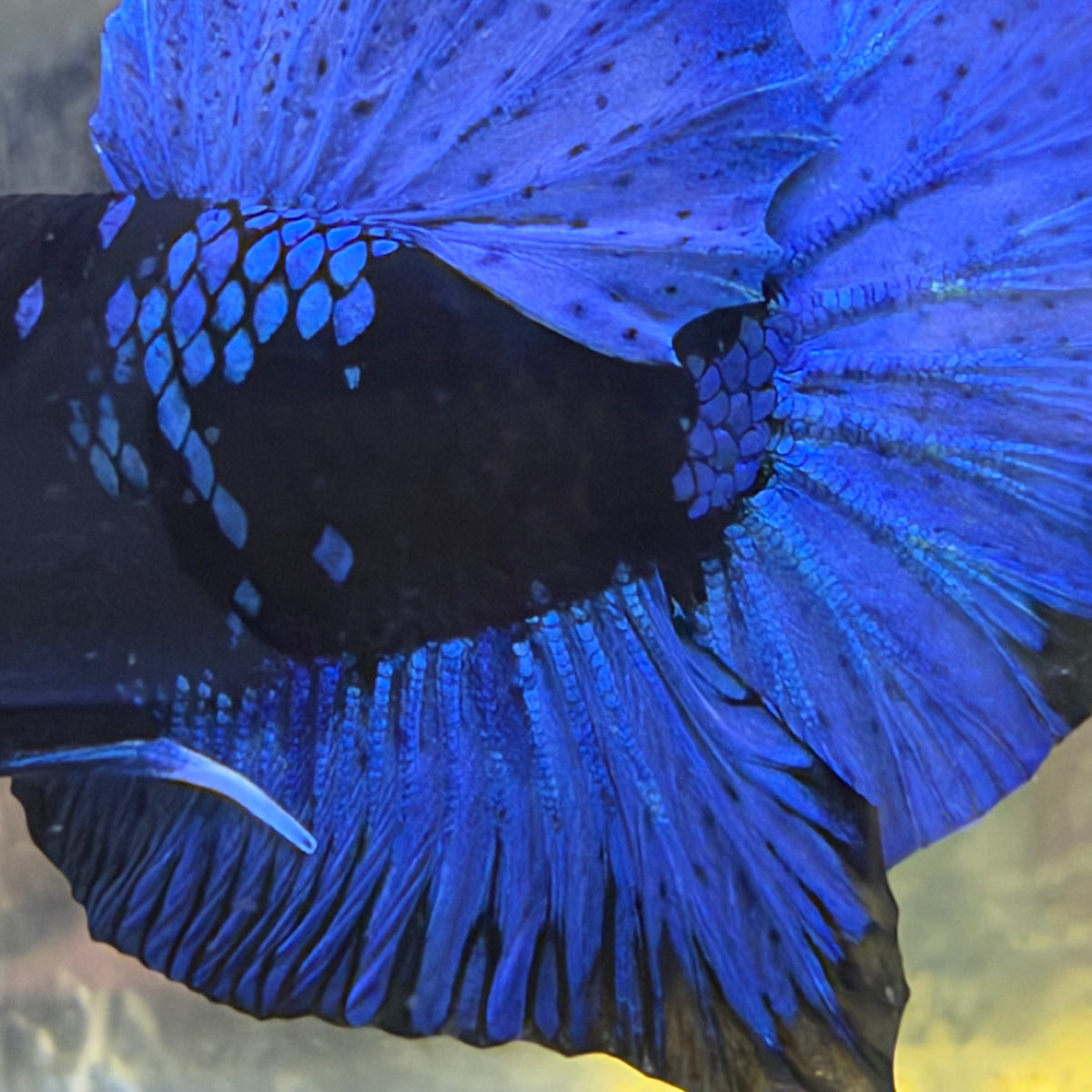 Avatar Black Light Plakat Male Betta #Au14