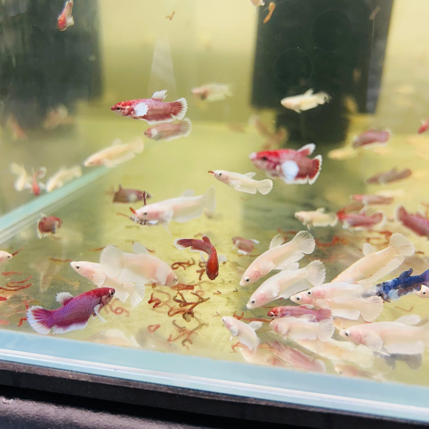 Mixed Dumbo Plakat - Baby Betta
