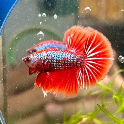 Red Fancy Copper Halfmoon - Male Betta 136