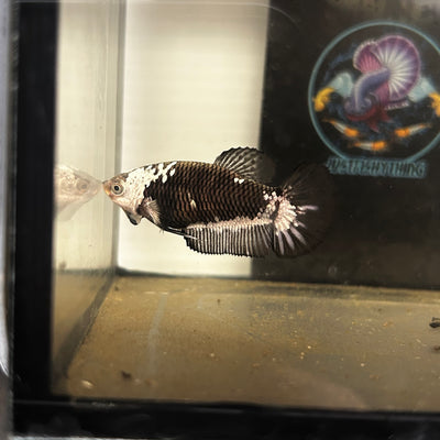 Black Mamba Samurai Plakat - Female betta 167