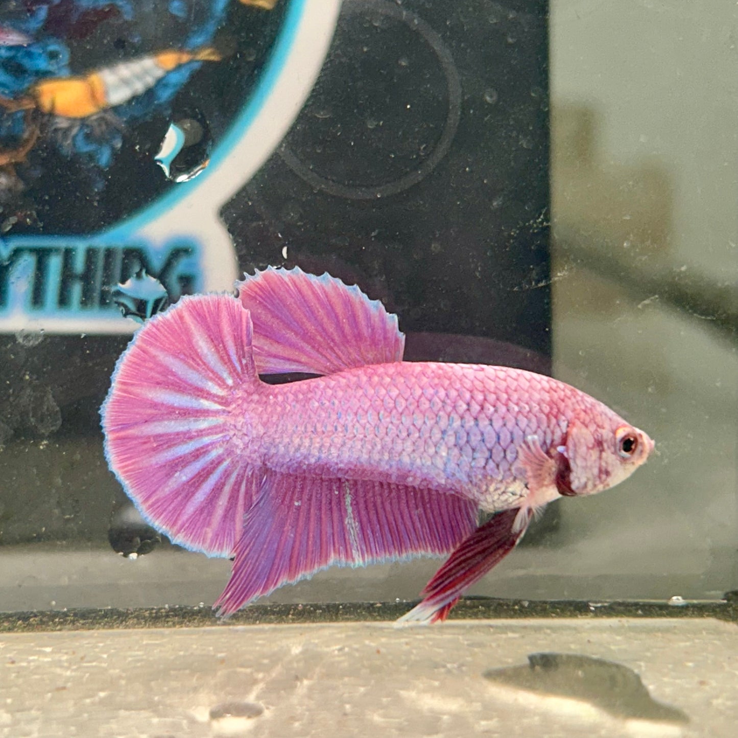 Purple Pink Plakat- Male Betta 146