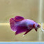 Purple Pink Plakat- Male Betta 043