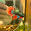 Wild Imbellis Green Long fins - Male Betta 109