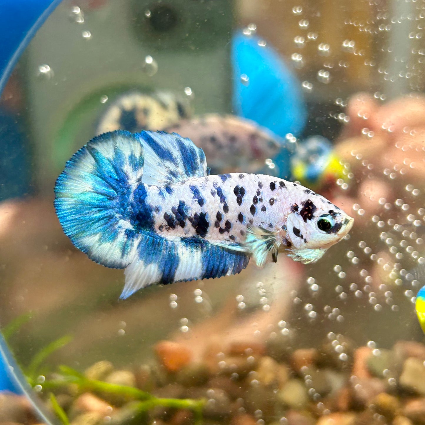 Blue Marble Dot Plakat - Male betta 015