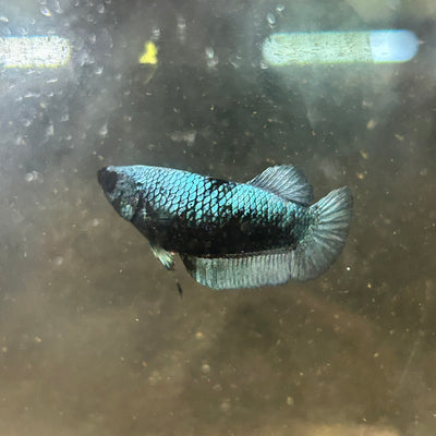 Avarta Black Light Plakat - Female betta 156