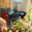 Wild Imbellis Grey - Male Betta 089