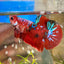 Red Koi Galaxy Plakat - Male Betta 056