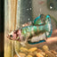 Giant Metallic Koi Plakat - Female Betta 001 BO 4cm