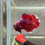 Red Koi Galaxy Plakat - Male Betta 174