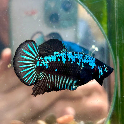 Blue Samurai Plakat - Male Betta 010