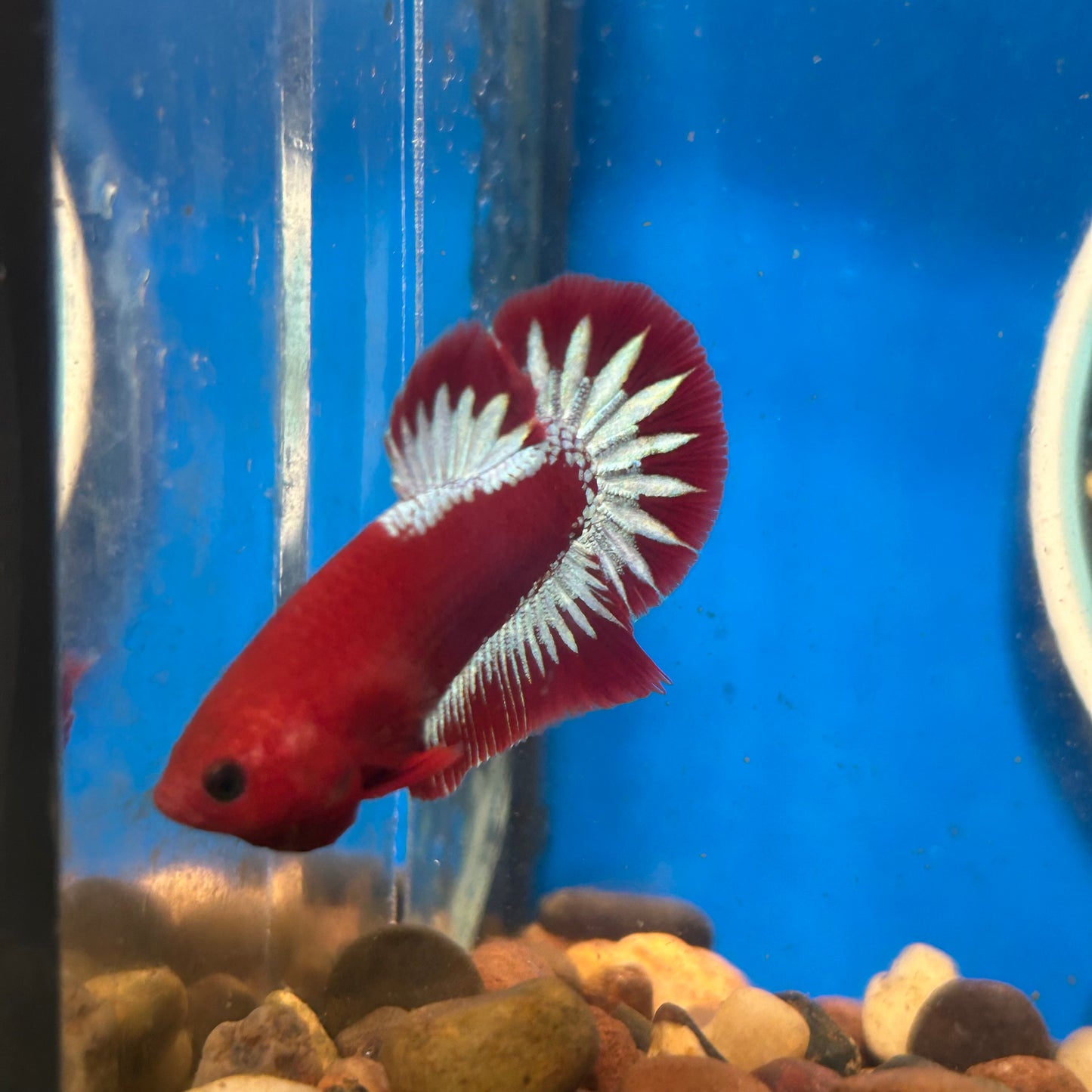 Red Fancy Hellboy Plakat - Male Betta 110