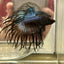 Black Orchid Crowntail - Male Betta 074