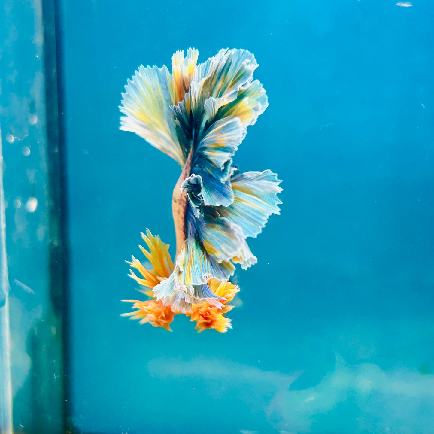 Feather Tail Light Blue King - Male Betta 180
