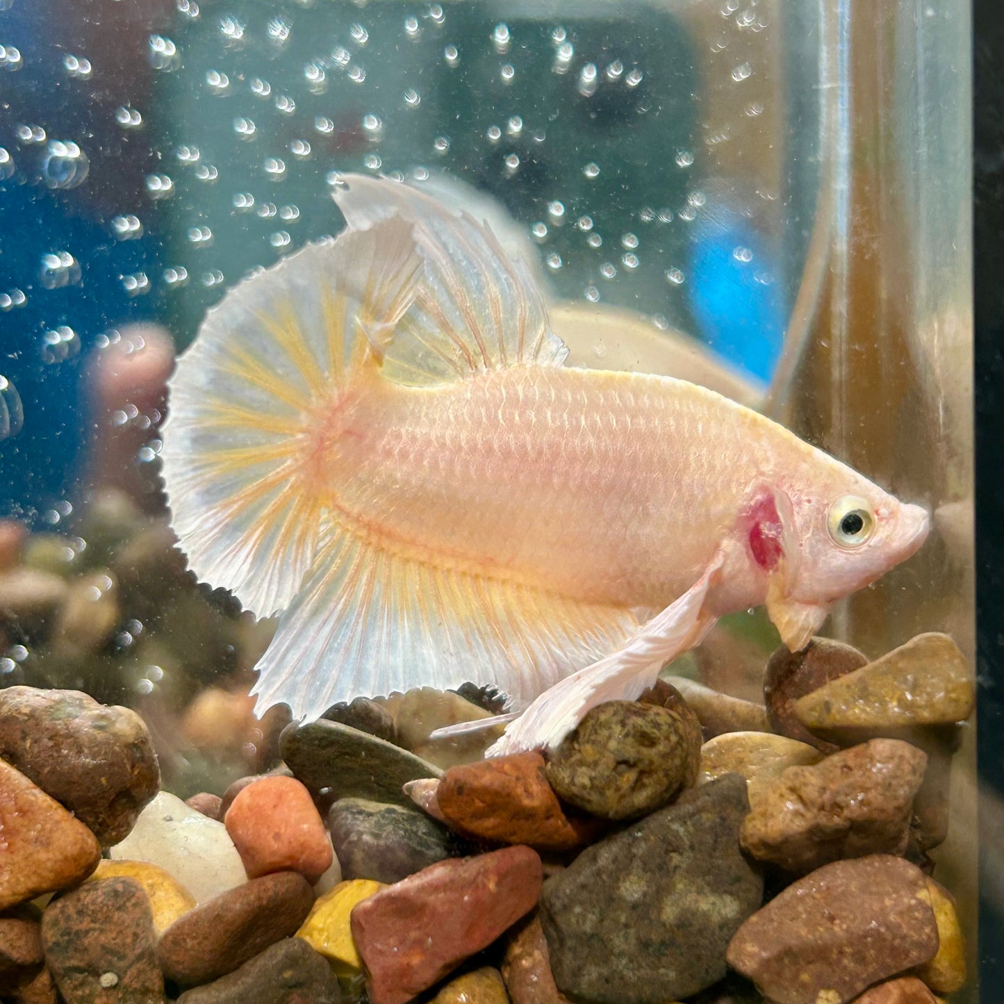 Dumbo 24K Gold Plakat - Male Betta 070