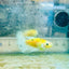 Crowntail Metallic Copper Neon - Female Betta #Jul41