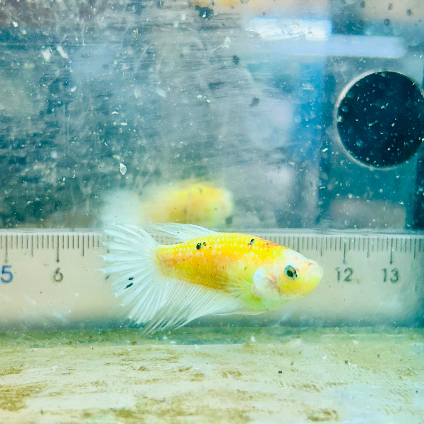 Crowntail Metallic Copper Neon - Female Betta #Jul41