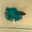 Green Turquoise Feather- Male Betta FM3