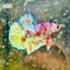 Red Koi Barongsai Plakat - Male betta 163
