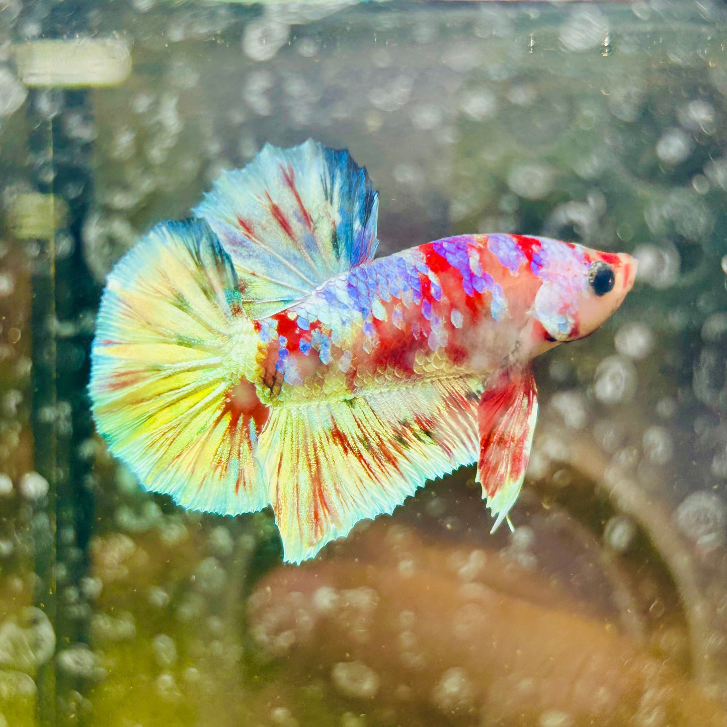 Red Koi Barongsai Plakat - Male betta 163