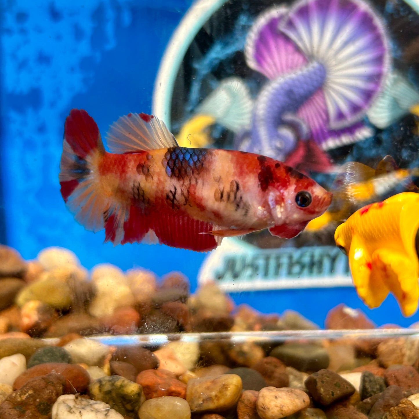 Nemo Koi Classic Plakat - Female Betta 128