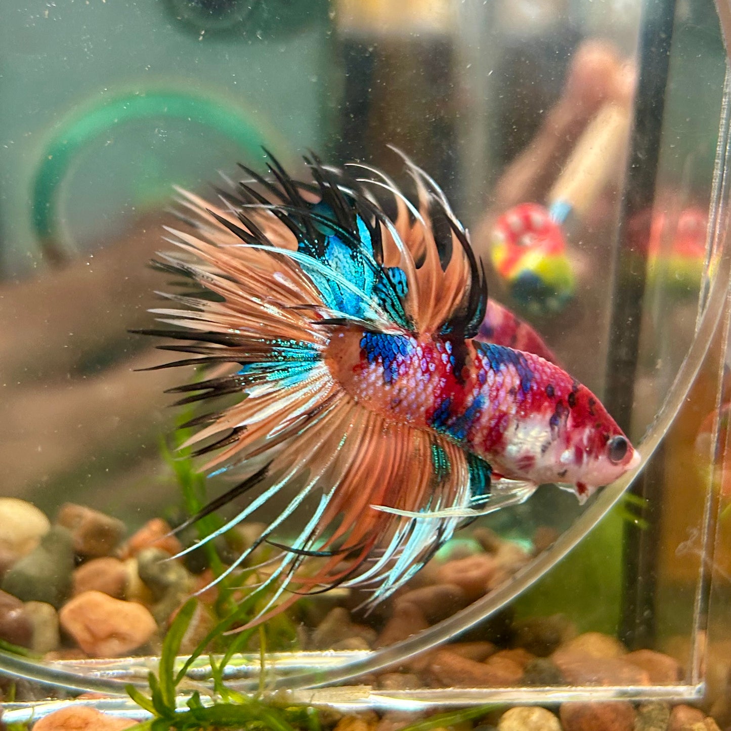 Multicolor Koi Crowntail - Male Betta 072