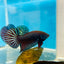 Betta Mahachai Grey Spade Tail Male #MA18
