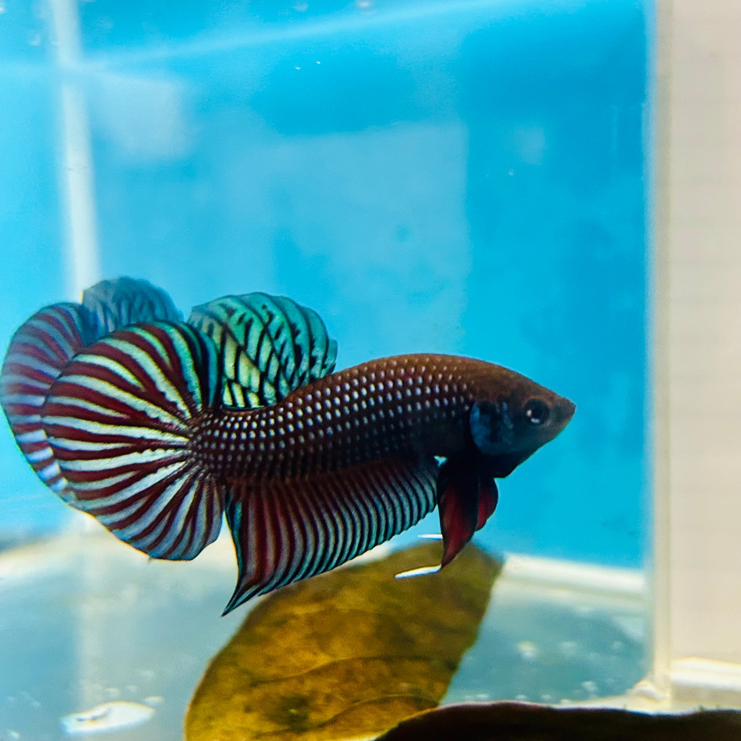 Betta Mahachai Grey Spade Tail Male #MA18