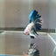 Blue Marble Halfmoon - Male Betta 155